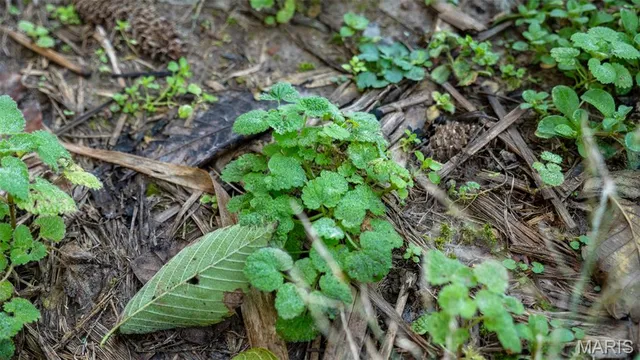 $545,000 | 0 Pebble Creek Drive, Elsberry, MO 63343