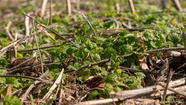 $545,000 | 0 Pebble Creek Drive, Elsberry, MO 63343