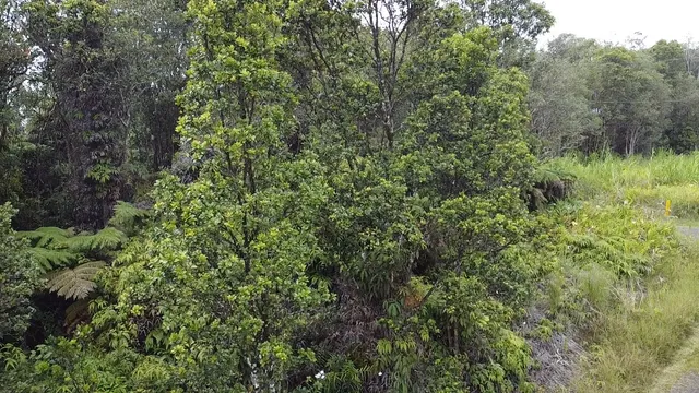 $39,000 | 849 Lehuanani Street, Mountain View, HI 96771