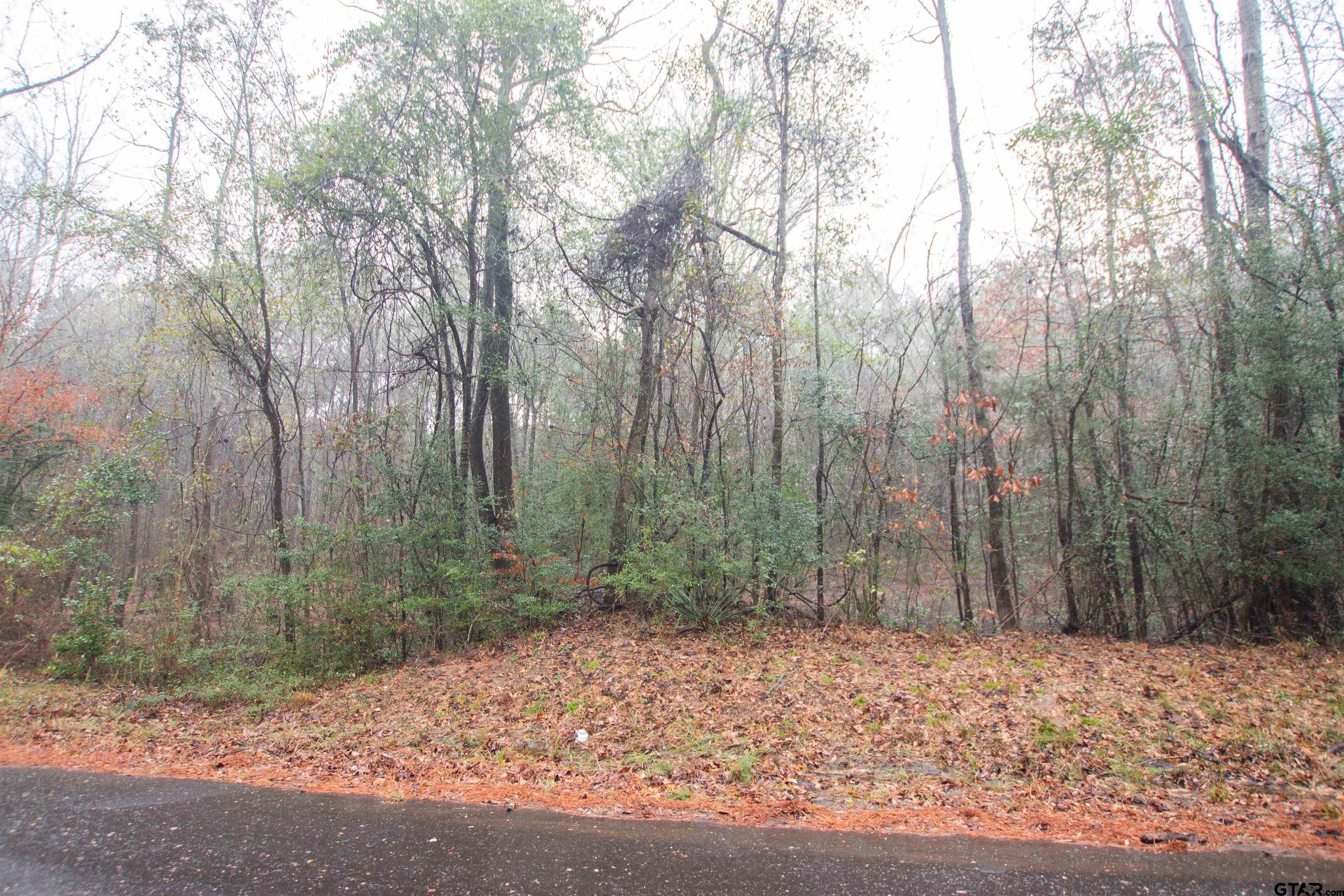 1348 County Road 448 Carthage, TX 75633 - Photo 5 of 6 a view of a forest filled with trees