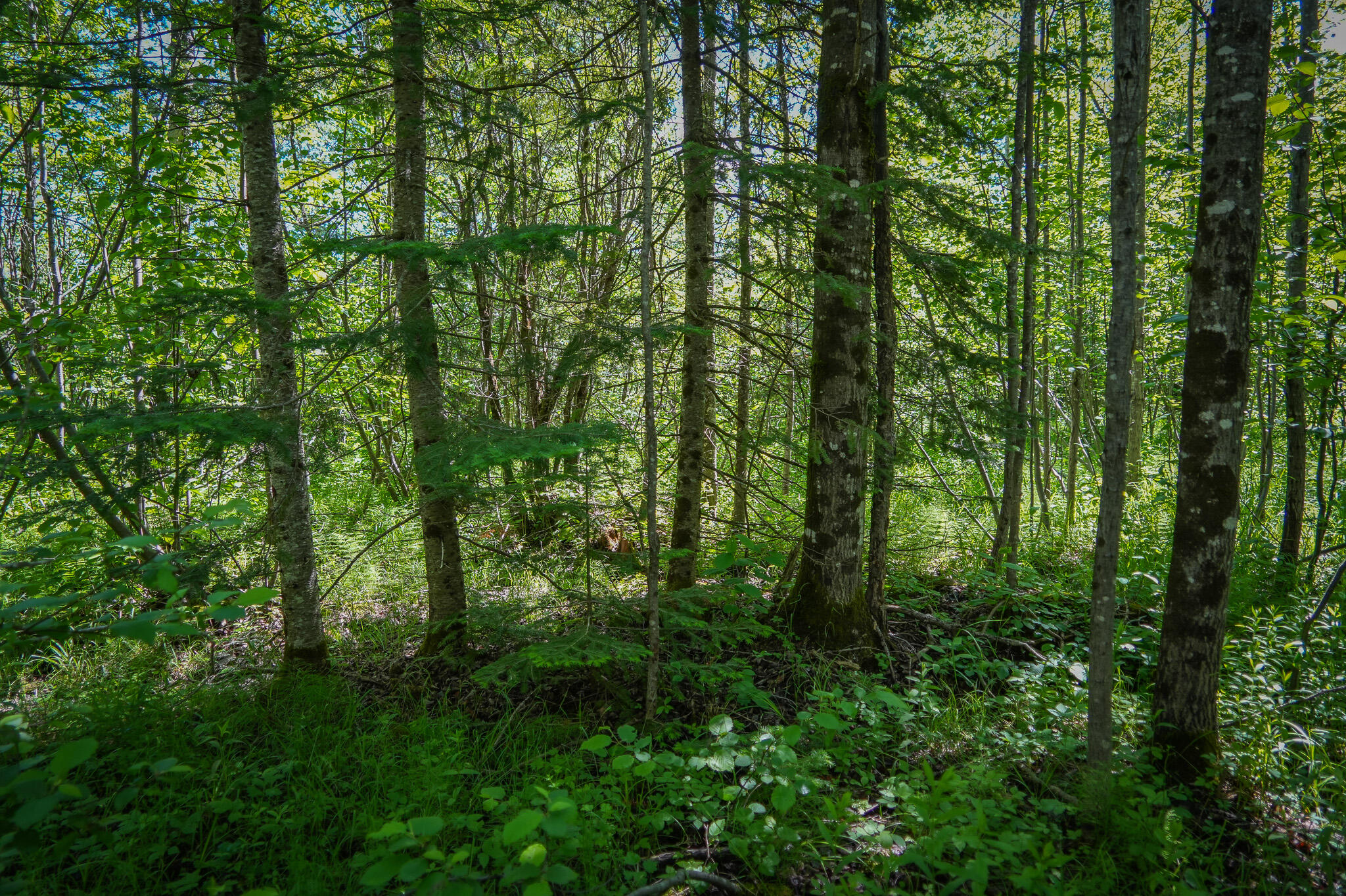 South North Hulbert Road Eckerman, MI 49728 - Photo 26 of 29 DSC00645