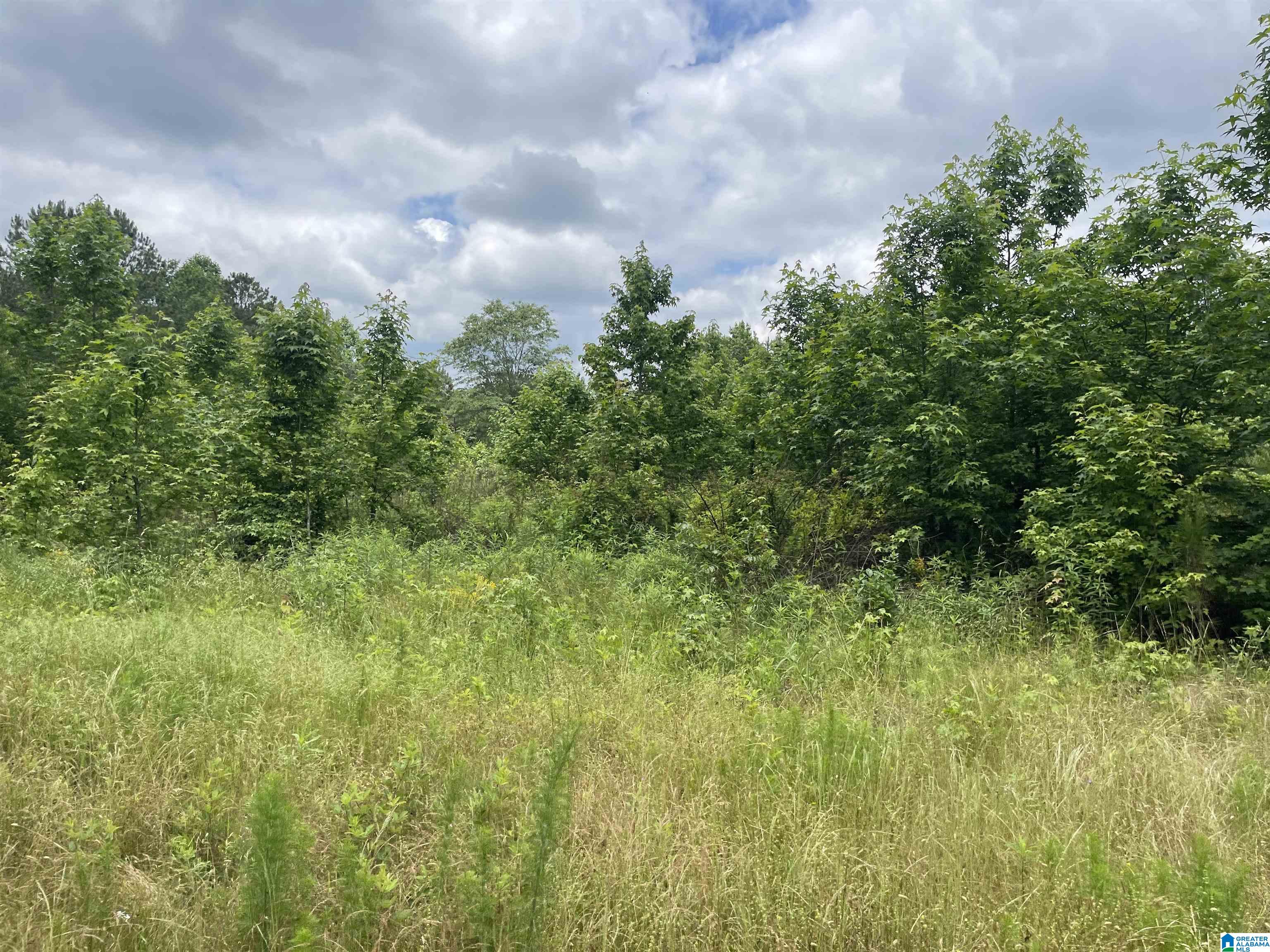 31-acres County Road 36 Heflin, AL 36264 - Photo 5 of 6