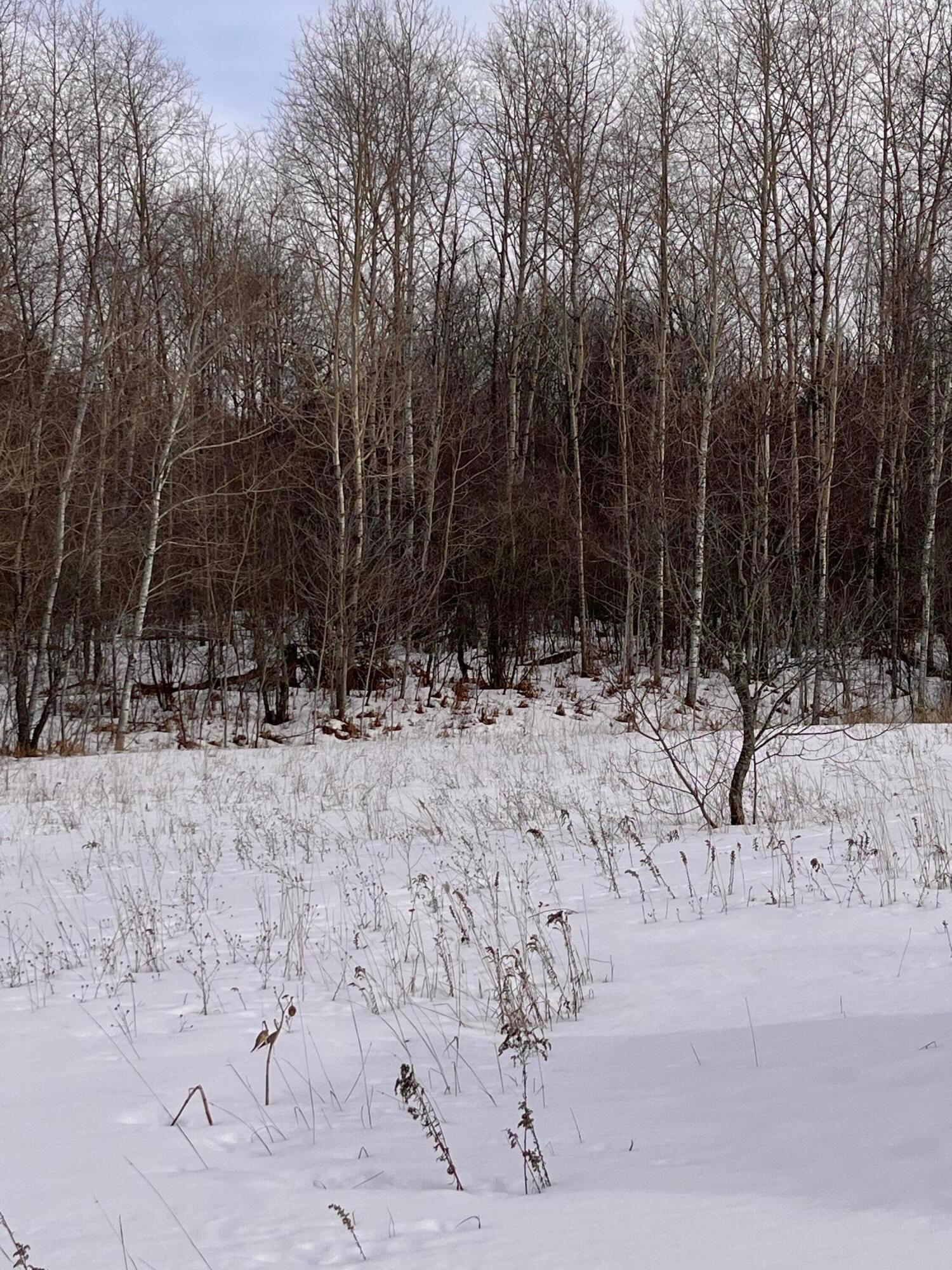 2211 House Road Grayling, MI 49738 - Photo 7 of 12