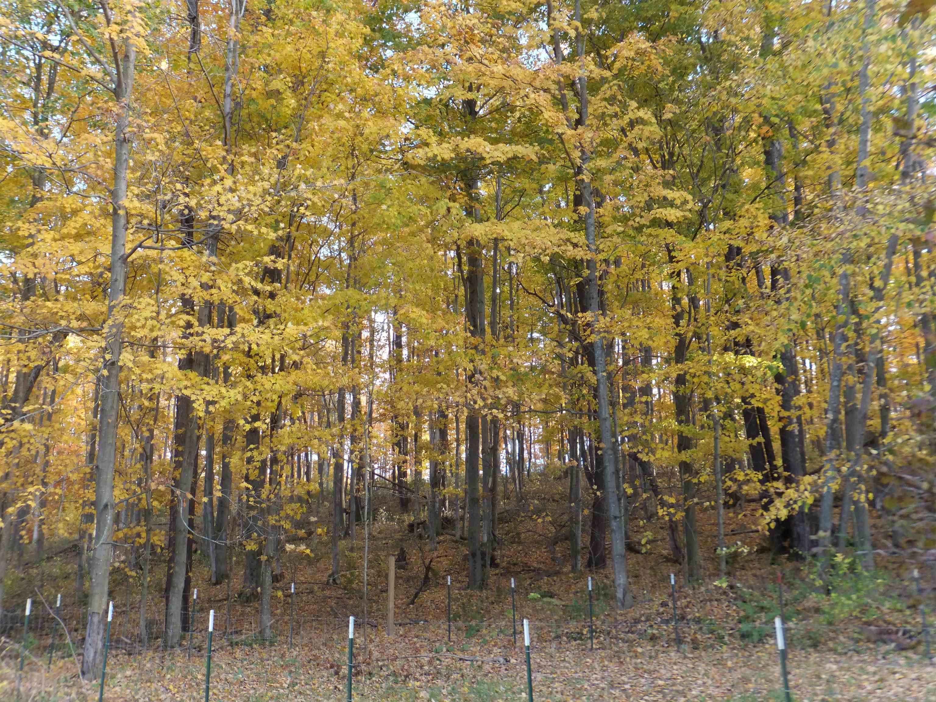 4523 River Road Frankfort, MI 49635 - Photo 12 of 15 1928425-8f5fdc17-9112-4c19-8182-3606f807f2f2.JPG