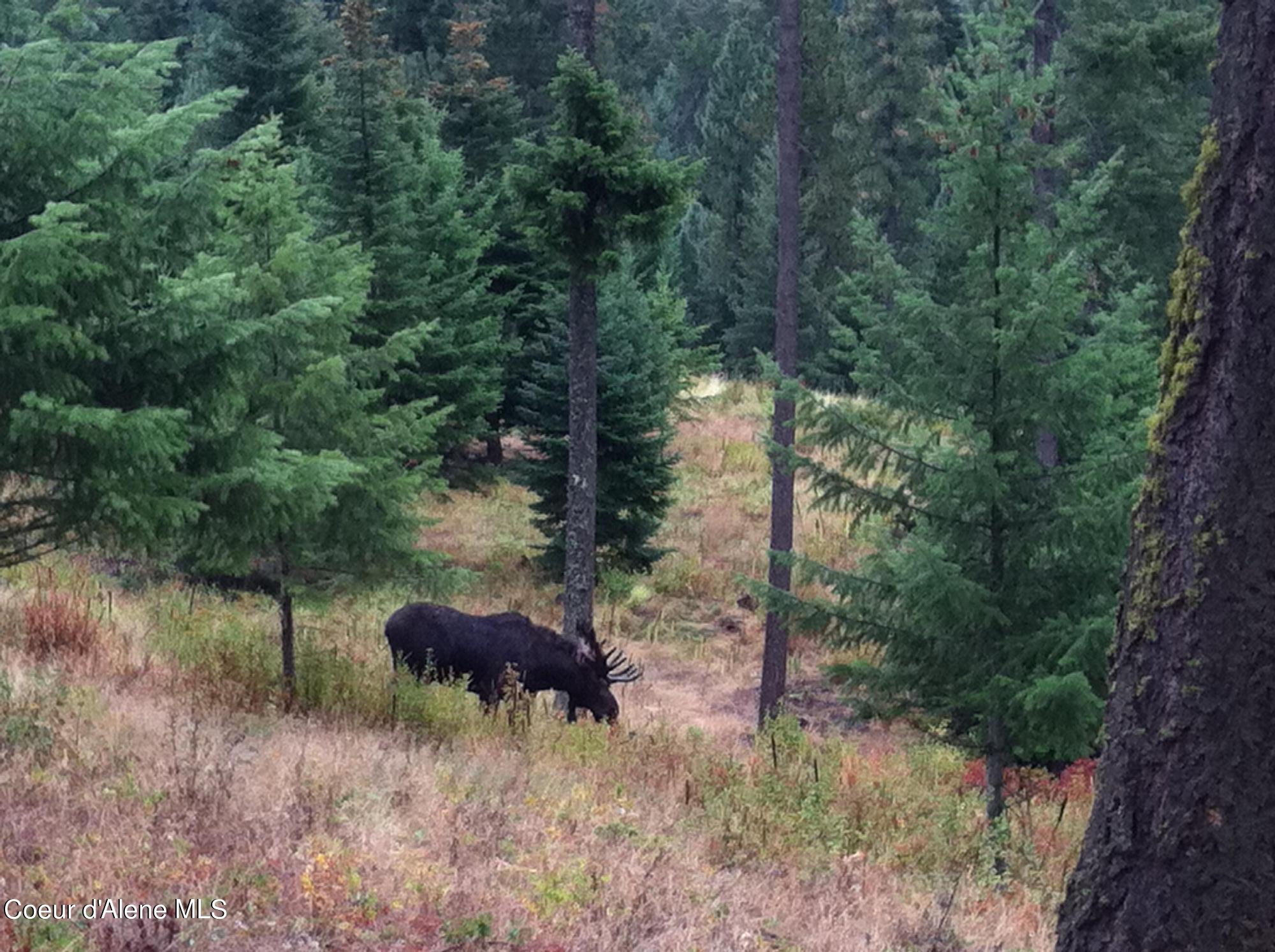17762 Fire Road Coeur D'Alene, ID 83814 - Photo 25 of 27 MOOSE NEAR DECK