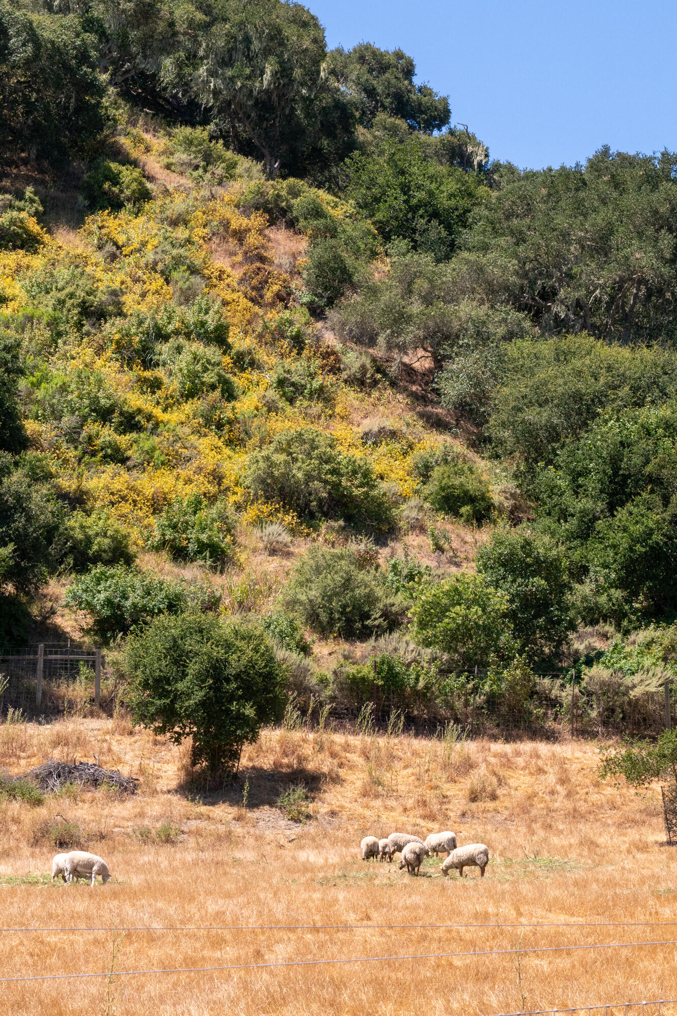 8630 Santa Rosa Road Buellton, CA 93427 - Photo 45 of 57 45