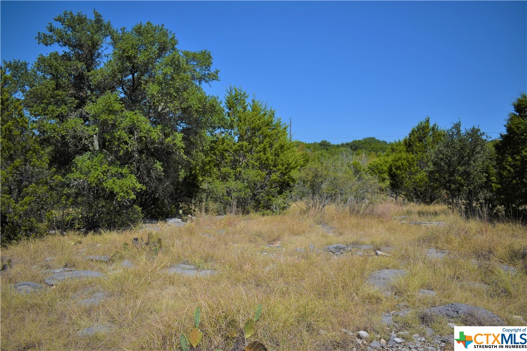 a view of a yard covered with trees
