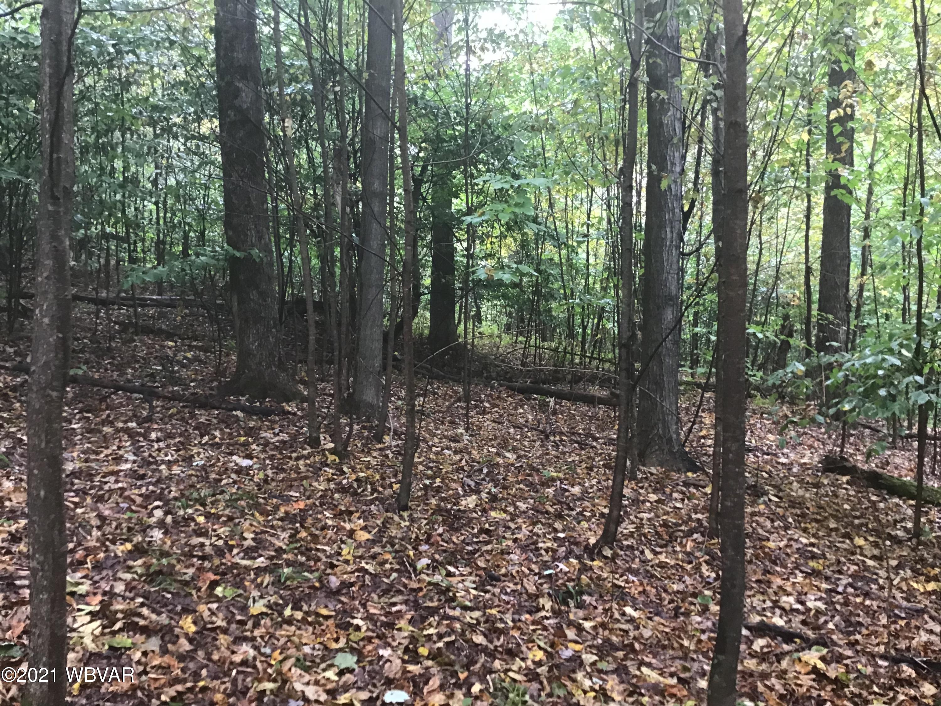 Canada Hollow Road Shinglehouse, PA 16748 - Photo 9 of 22 Gallery Image 9