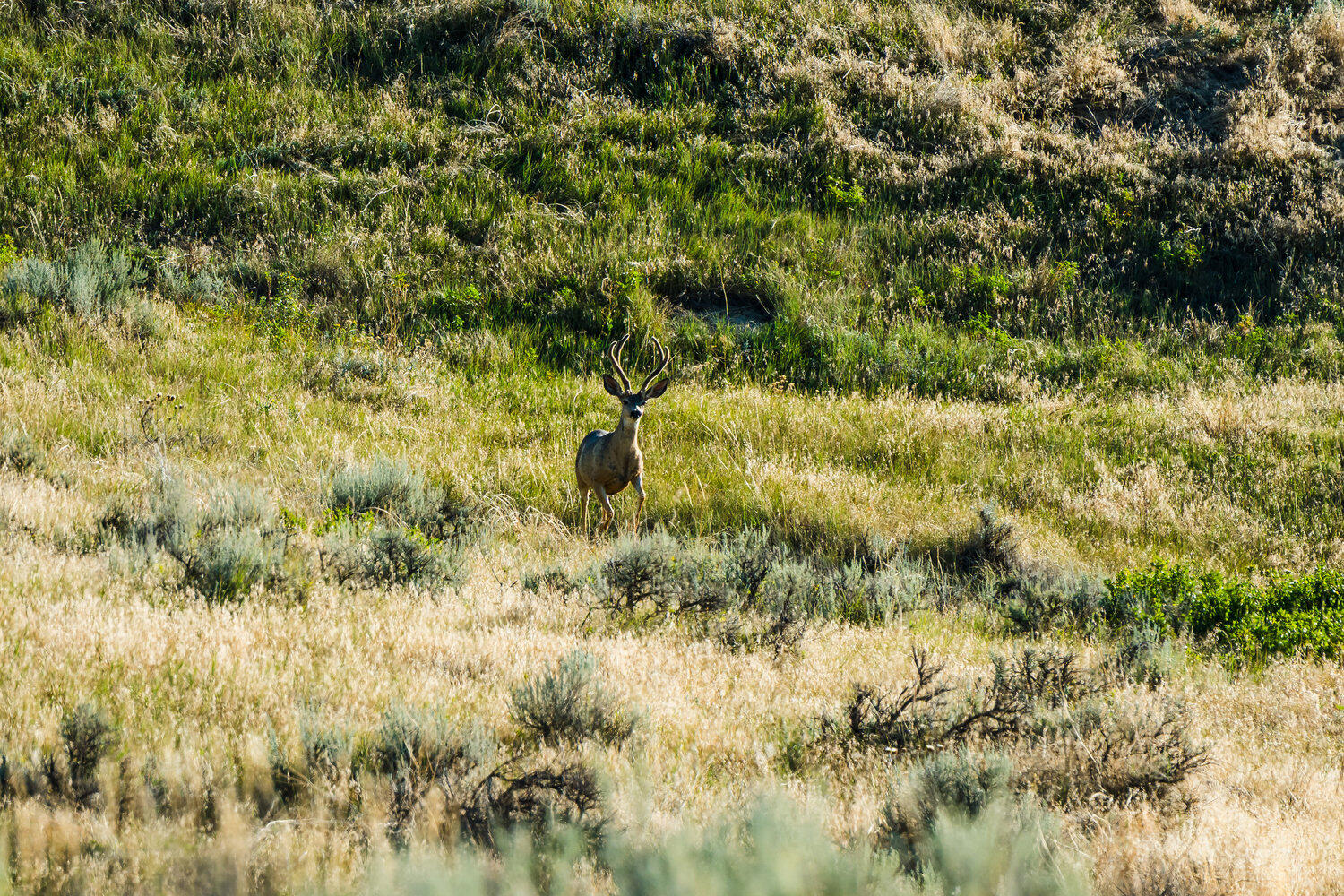 Sr Road, Unit /411 Wyarno, WY 82845 - Photo 33 of 39 052_dsc_3428_517