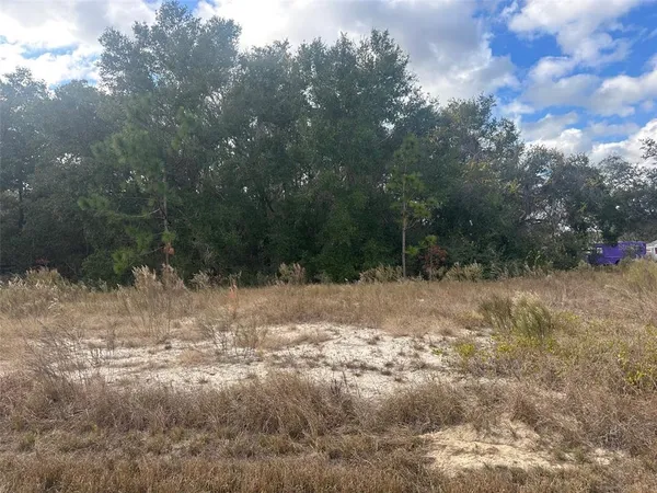 a view of a yard with trees