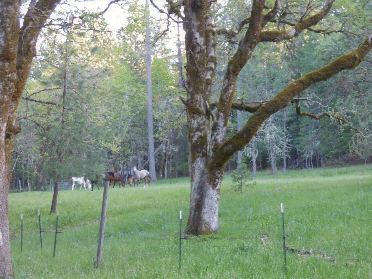 6520 Tunnel Loop Road Grants Pass, OR 97526 - Photo 56 of 69 Room and fenced for large animals. Horses in this picture are not included! :)