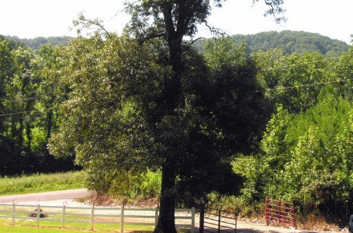 1551 Belltown Road Tellico Plains, TN 37385 - Photo 25 of 28 Additional Photo