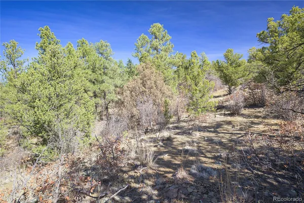 a view of a yard with a tree