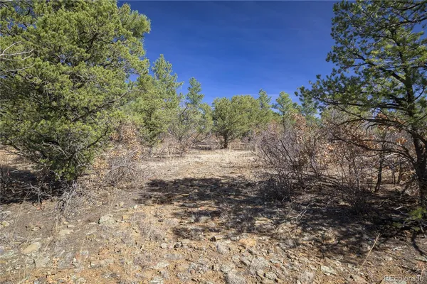 a view of a forest with trees
