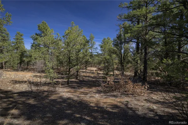 a view of a forest with a tree