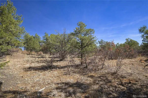 a view of a dry yard