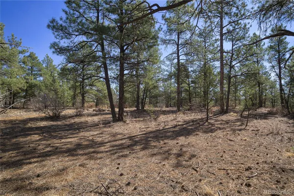a view of a forest with trees in the background