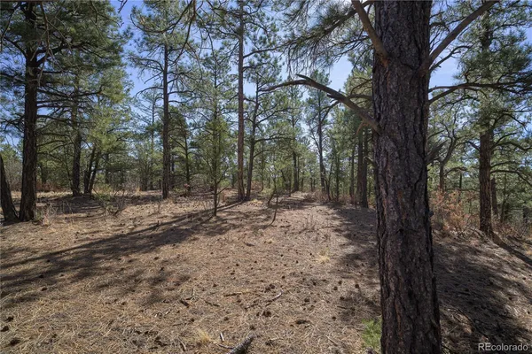 a view of a forest filled with trees