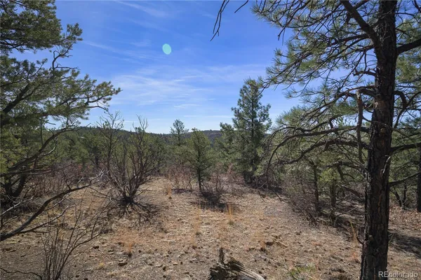 a view of a forest with a tree in the background