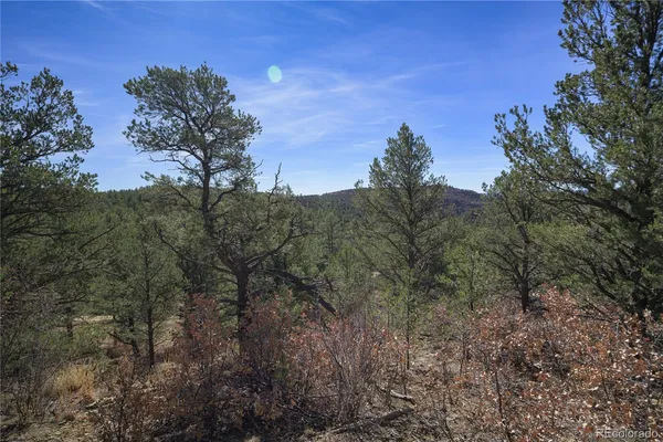 a view of a forest with a tree