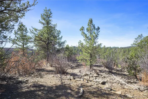a view of a bunch of trees