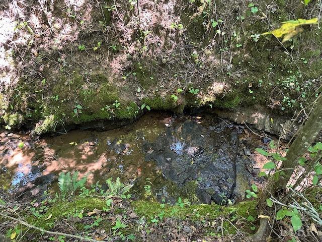 2977 Salem Road Spout Spring, VA 24593 - Photo 24 of 34 a view of a forest with trees