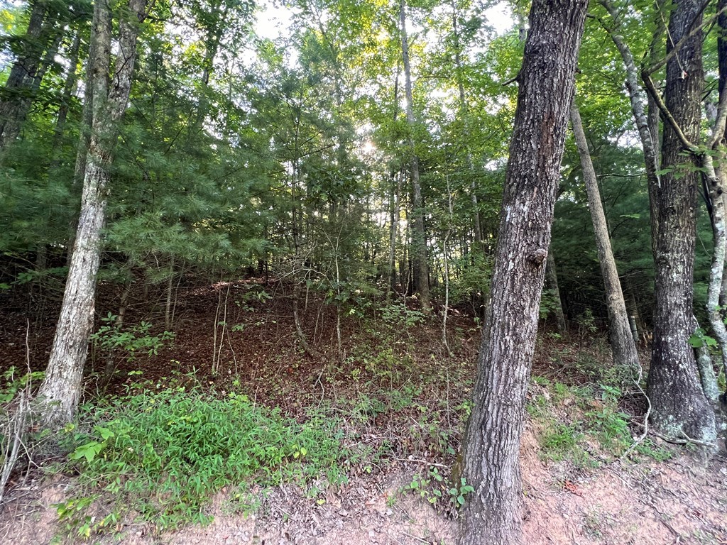 1 Bell Hill Road Murphy, NC 28906 - Photo 6 of 10 Gallery Image 6
