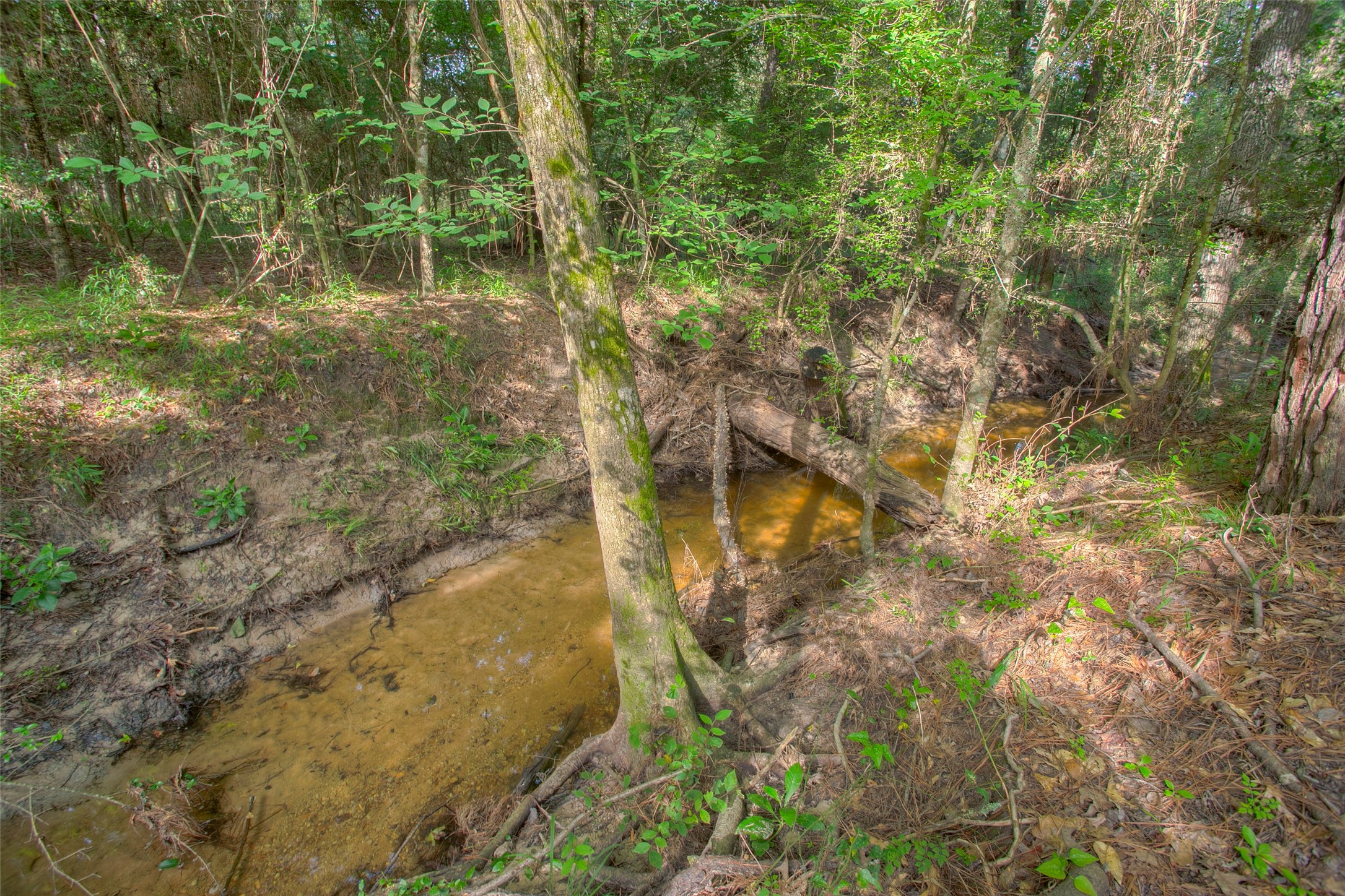 Tbd Dahlia Road Huntsville, TX 77320 - Photo 7 of 20