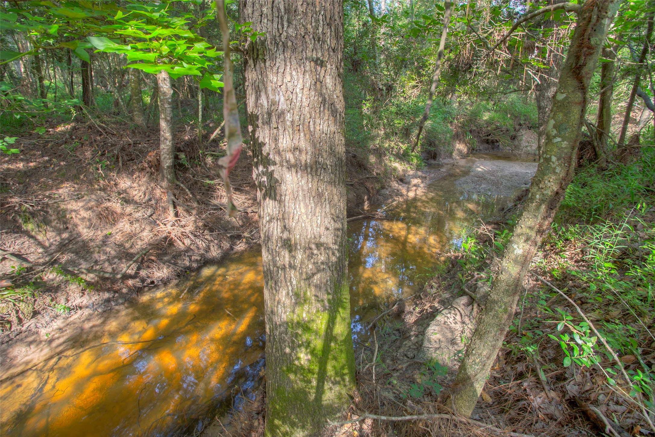 Tbd Dahlia Road Huntsville, TX 77320 - Photo 8 of 20