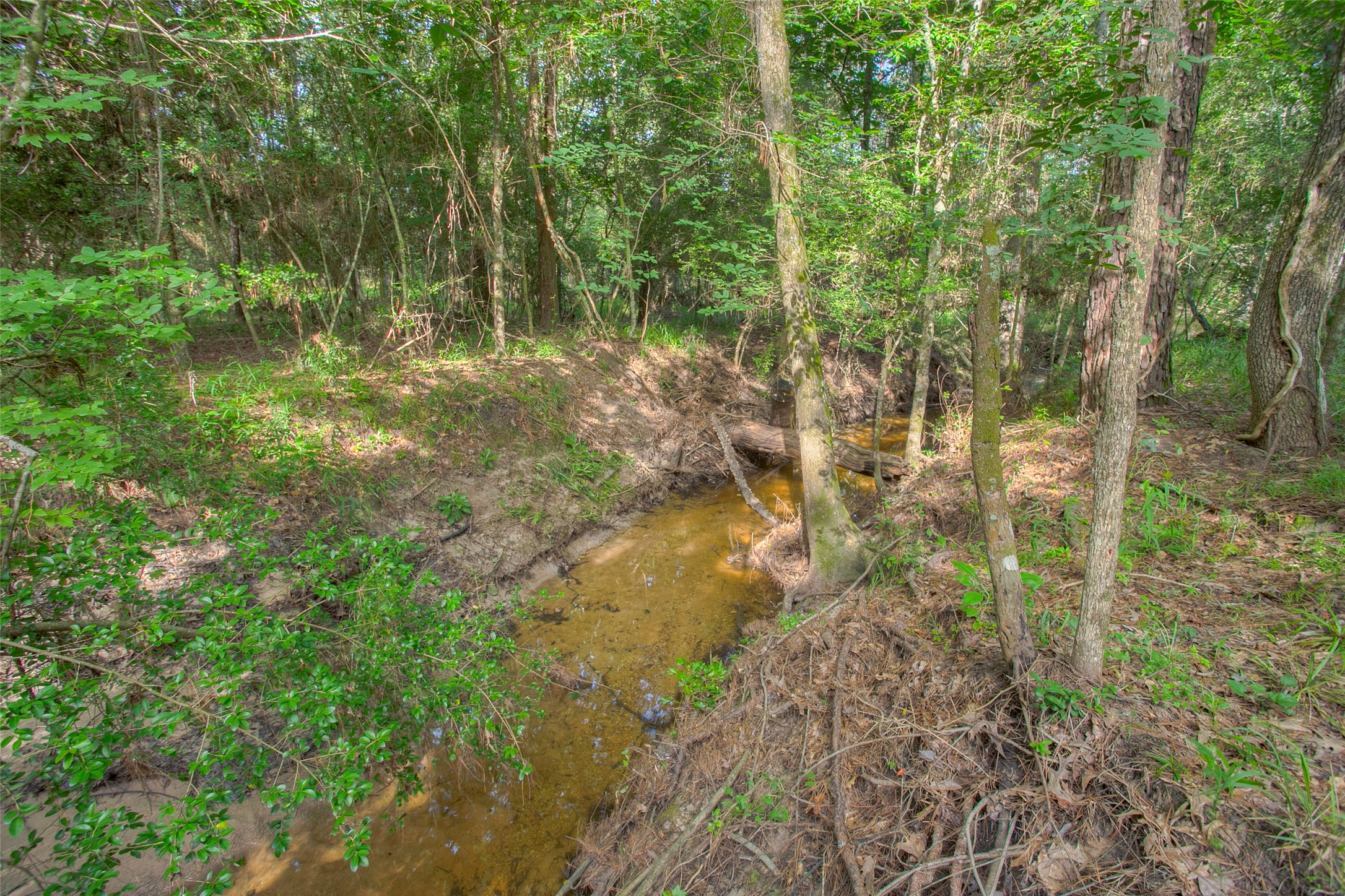 Tbd Dahlia Road Huntsville, TX 77320 - Photo 9 of 20