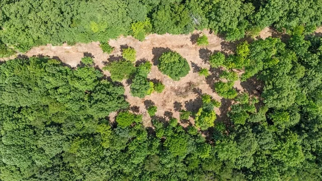 a view of a forest with a tree