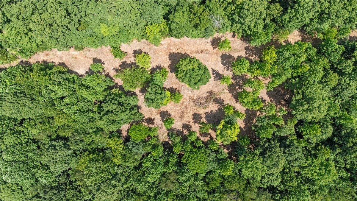 0 Upper Creek Road Vanleer, TN 37181 - Photo 11 of 24 a view of a forest with a tree