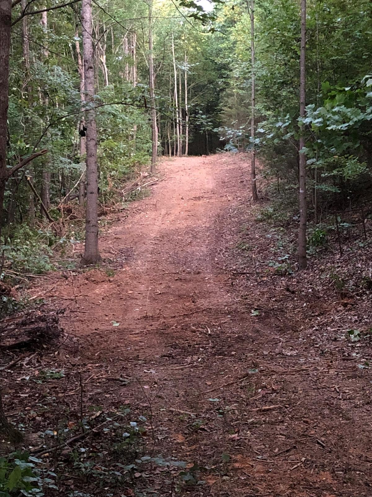 0 Upper Creek Road Vanleer, TN 37181 - Photo 13 of 24 a view of a yard with plants and large trees