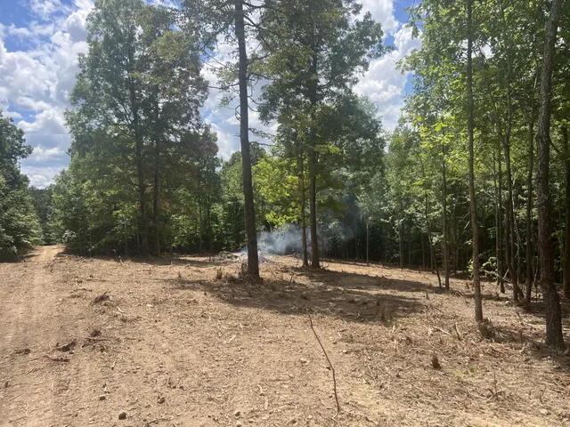 a view of a yard with trees