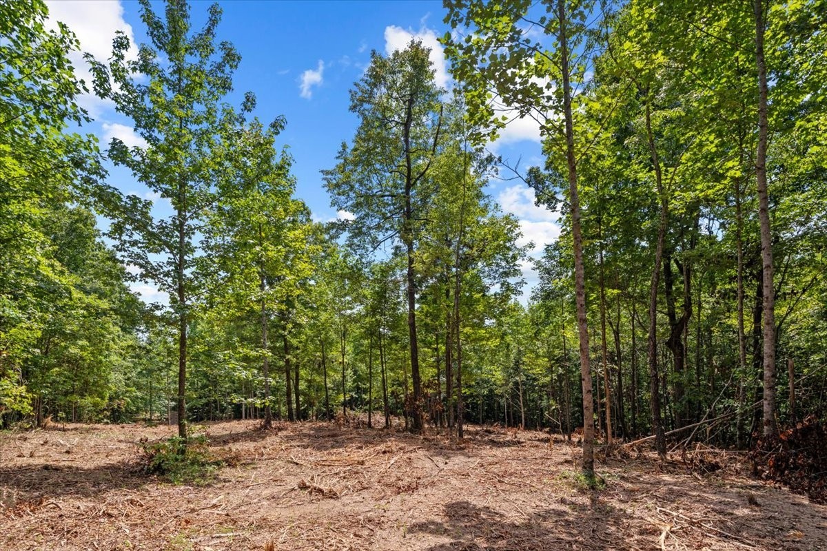 0 Upper Creek Road Vanleer, TN 37181 - Photo 6 of 24 a view of outdoor space with trees