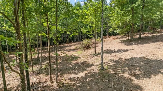 a view of a forest filled with trees