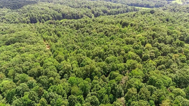 a view of a large yard with plants and large trees
