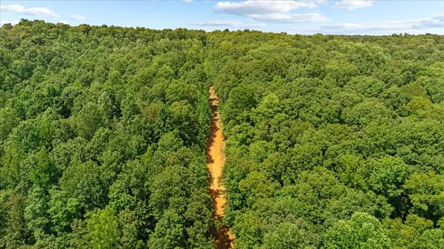 a view of a large yard with plants and large trees
