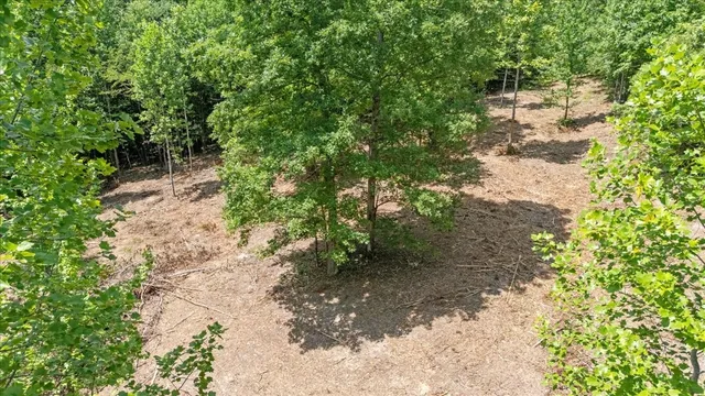 a view of a forest with trees