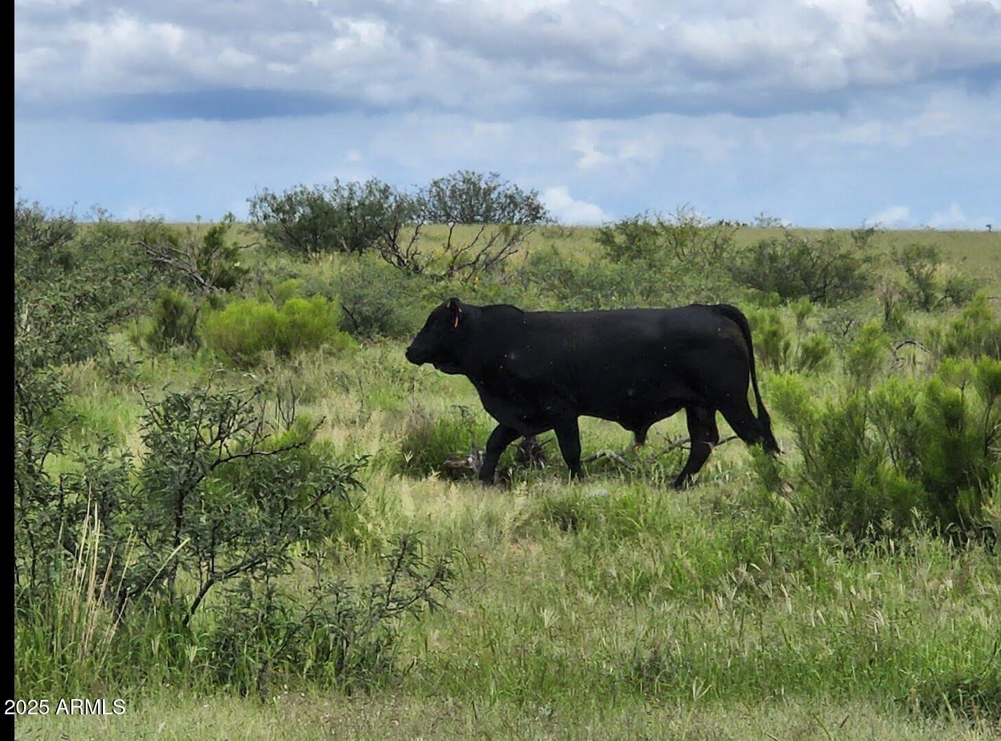 10632 North Double U Ranch Road Elfrida, AZ 85610 - Photo 12 of 42 DUoo