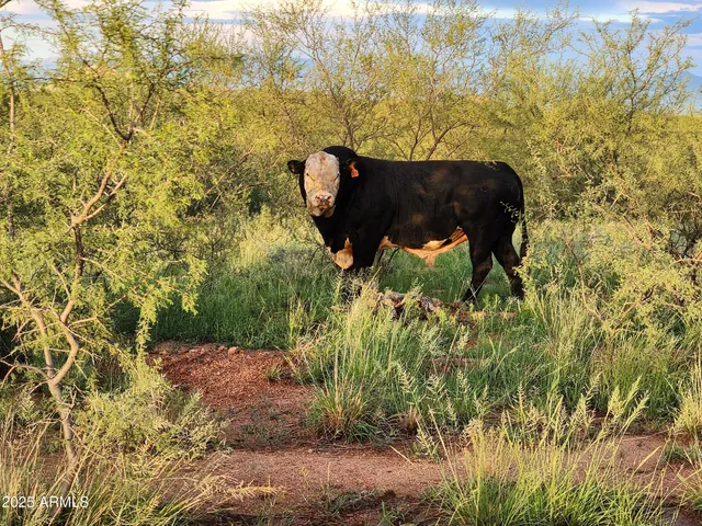 $7,500,000 | 10632 North Double U Ranch Road, Elfrida, AZ 85610