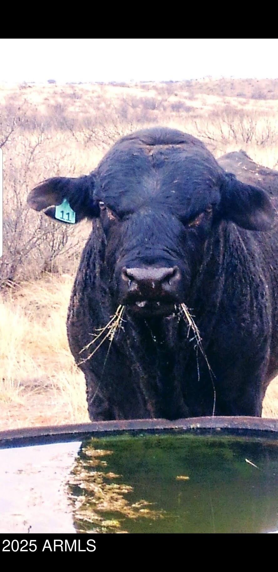 10632 North Double U Ranch Road Elfrida, AZ 85610 - Photo 15 of 42 DUk