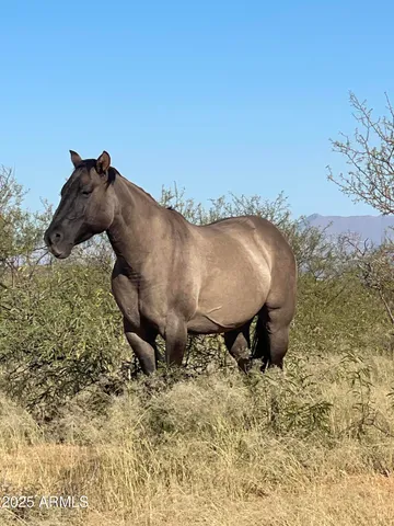 $7,500,000 | 10632 North Double U Ranch Road, Elfrida, AZ 85610
