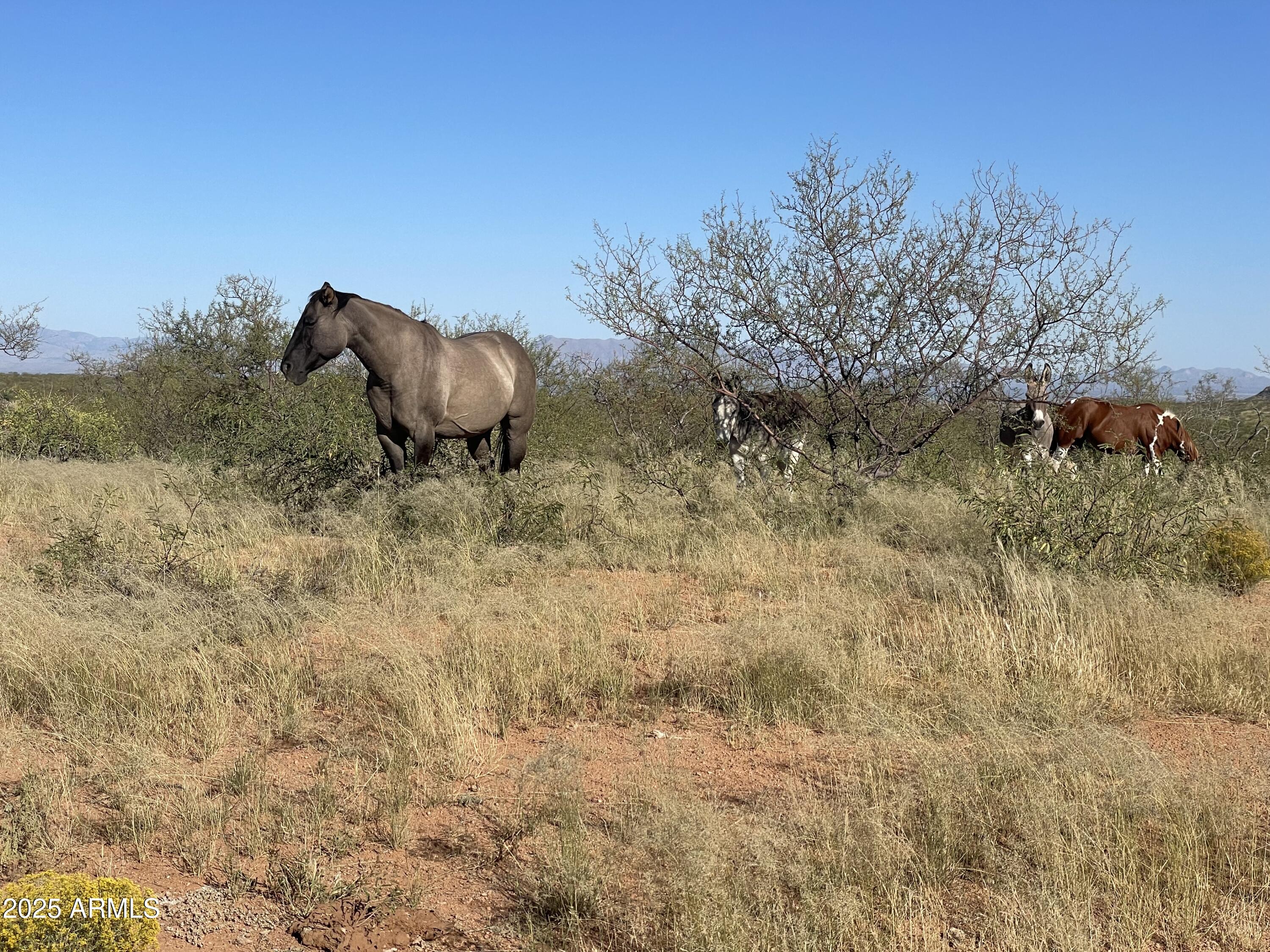 10632 North Double U Ranch Road Elfrida, AZ 85610 - Photo 18 of 42 Double U IMG_6228