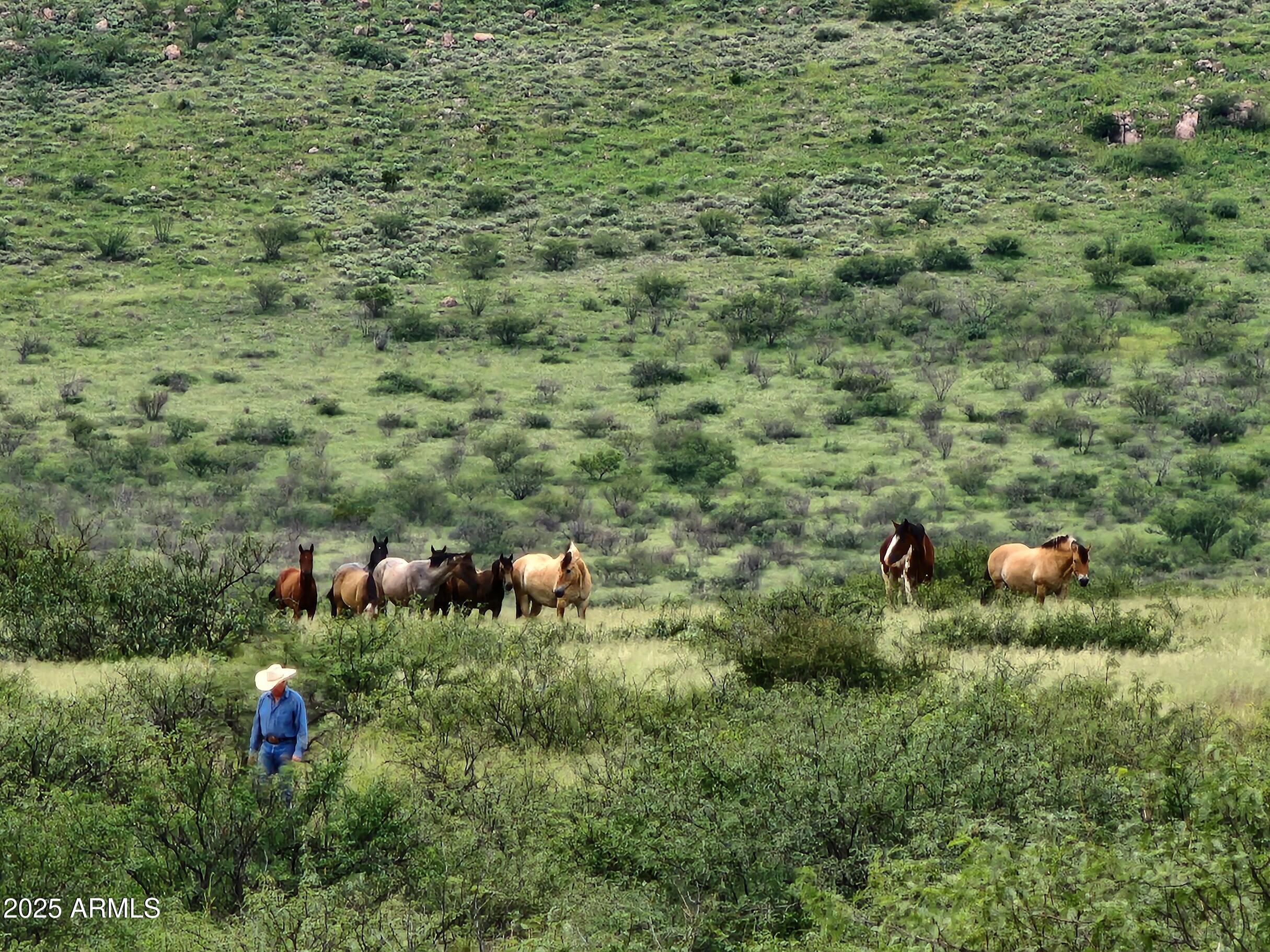 10632 North Double U Ranch Road Elfrida, AZ 85610 - Photo 19 of 42 DUw