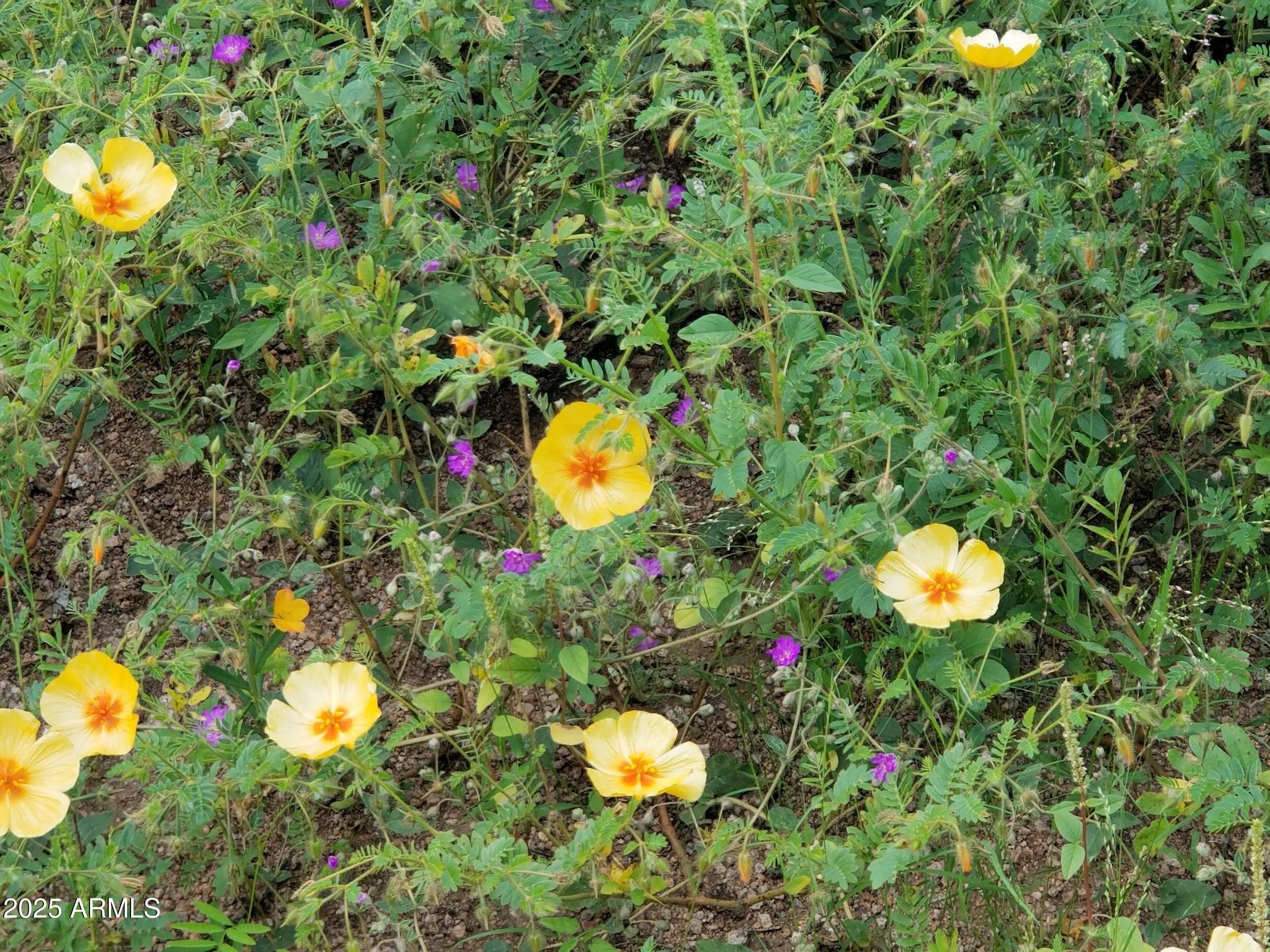 10632 North Double U Ranch Road Elfrida, AZ 85610 - Photo 23 of 42 DUp