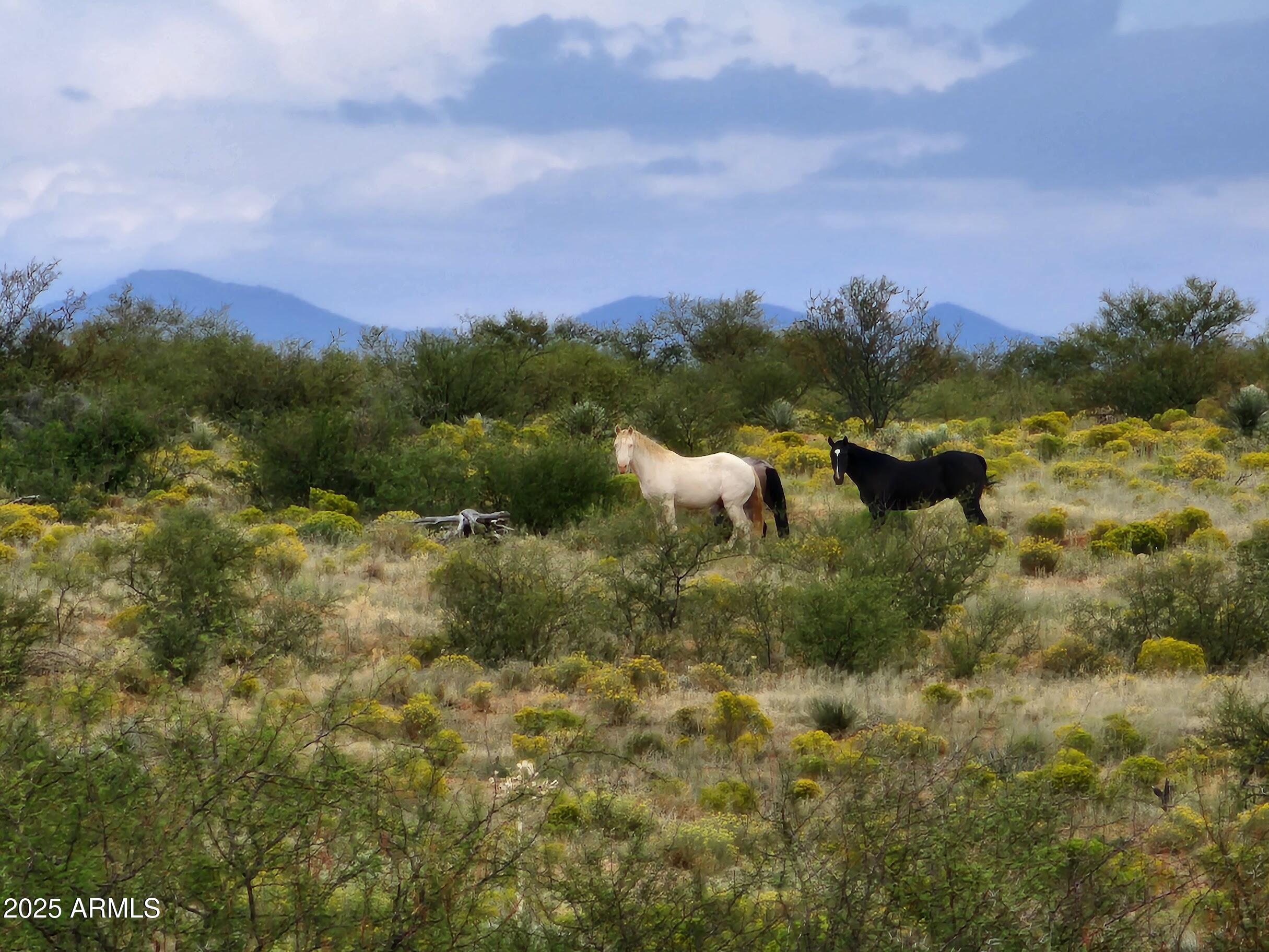 10632 North Double U Ranch Road Elfrida, AZ 85610 - Photo 34 of 42 DUrr