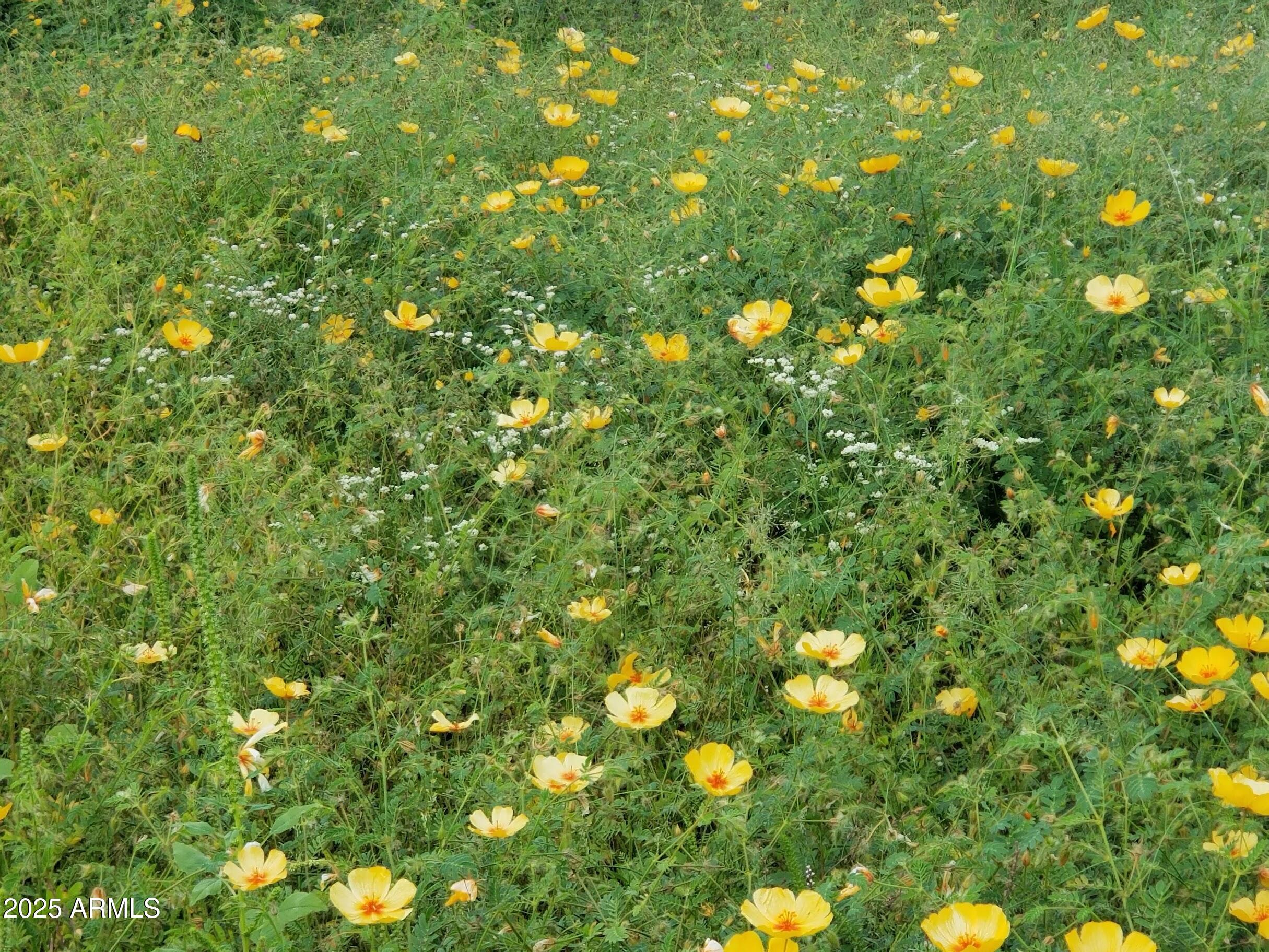 10632 North Double U Ranch Road Elfrida, AZ 85610 - Photo 39 of 42 DUq