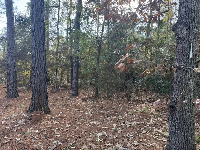 a view of a forest with trees