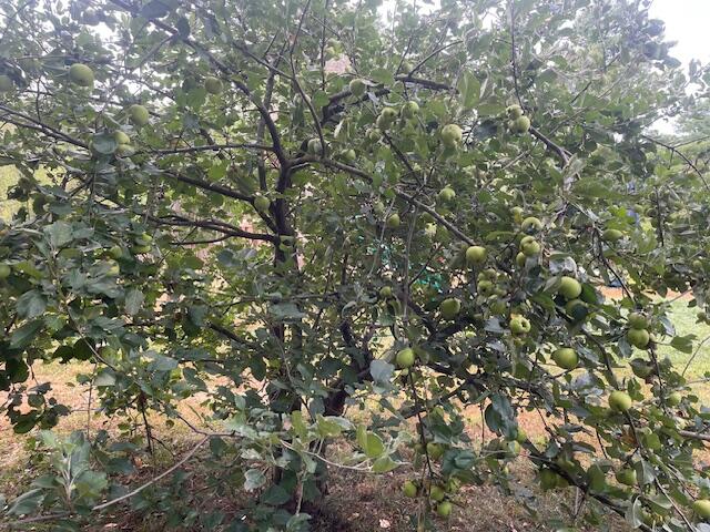 199 Elm Street Mercer, ME 04957 - Photo 24 of 31 IMG_3261